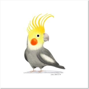 Cute Cockatiel Bird Posters and Art